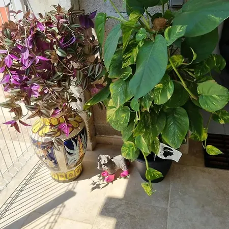 Apartment Casa Rita Ajaccio (Corsica)